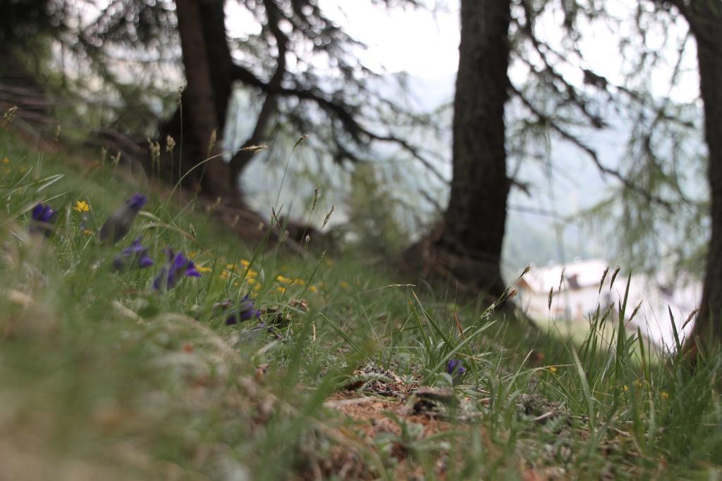 Restor Natura Malga Mondent Hotel Pracorno di Rabbi Buitenkant foto